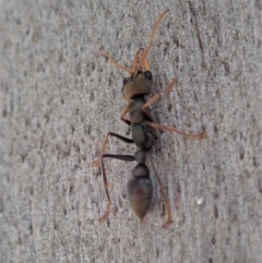 Myrmecia sp., pilosula-group at Dunlop, ACT - 4 Nov 2019 03:15 PM