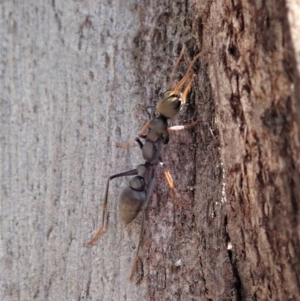 Myrmecia sp., pilosula-group at Dunlop, ACT - 4 Nov 2019 03:15 PM