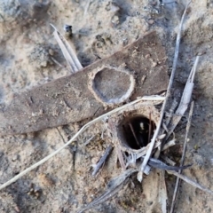 Habronestes sp. (genus) (An ant-eating spider) at Mount Painter - 5 Nov 2019 by CathB