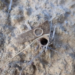 Habronestes sp. (genus) at Dunlop, ACT - 5 Nov 2019