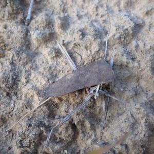 Habronestes sp. (genus) at Dunlop, ACT - 5 Nov 2019 05:45 PM