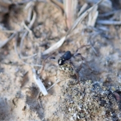 Habronestes sp. (genus) at Dunlop, ACT - 5 Nov 2019