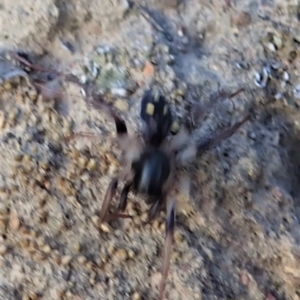 Habronestes sp. (genus) at Dunlop, ACT - 5 Nov 2019