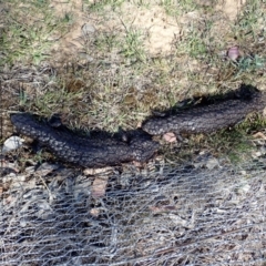 Tiliqua rugosa at Cook, ACT - 6 Nov 2019