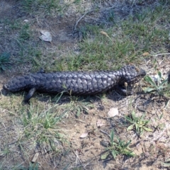 Tiliqua rugosa at Cook, ACT - 6 Nov 2019