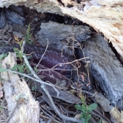 Tiliqua rugosa at Cook, ACT - 6 Nov 2019