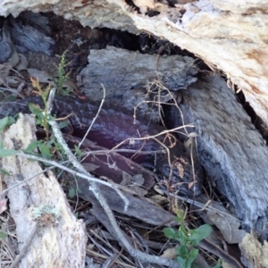 Tiliqua rugosa at Cook, ACT - 6 Nov 2019