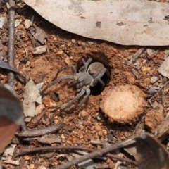 Portacosa cinerea (Grey wolf spider) at Hughes, ACT - 6 Nov 2019 by LisaH