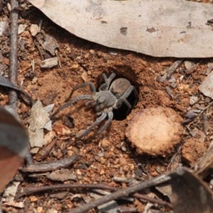 Portacosa cinerea at Hughes, ACT - 6 Nov 2019