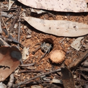 Portacosa cinerea at Hughes, ACT - 6 Nov 2019