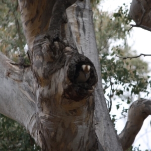 Dacelo novaeguineae at Red Hill, ACT - 6 Nov 2019