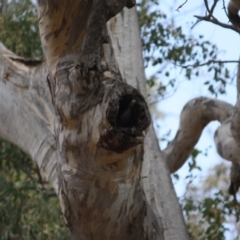 Dacelo novaeguineae at Red Hill, ACT - 6 Nov 2019