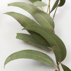 Eucalyptus cinerea subsp. cinerea at Hughes, ACT - 5 Nov 2019