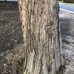 Eucalyptus cinerea subsp. cinerea at Hughes, ACT - 5 Nov 2019
