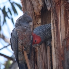 Callocephalon fimbriatum (Gang-gang Cockatoo) at Hughes, ACT - 6 Nov 2019 by LisaH