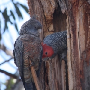 Callocephalon fimbriatum at Hughes, ACT - 6 Nov 2019