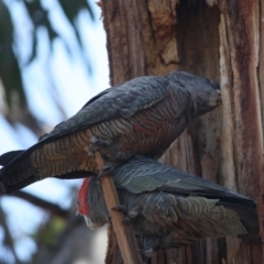 Callocephalon fimbriatum at Hughes, ACT - suppressed