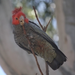 Callocephalon fimbriatum at Hughes, ACT - 6 Nov 2019