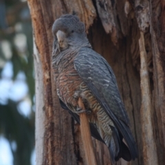 Callocephalon fimbriatum at Hughes, ACT - suppressed