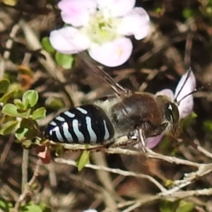 Bembix sp. (genus) at Acton, ACT - 6 Nov 2019