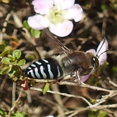 Bembix sp. (genus) (Unidentified Bembix sand wasp) at Acton, ACT - 6 Nov 2019 by HelenCross