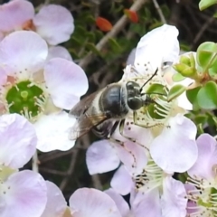 Bembix sp. (genus) at Acton, ACT - 6 Nov 2019