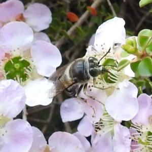 Bembix sp. (genus) at Acton, ACT - 6 Nov 2019