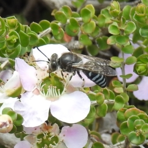 Bembix sp. (genus) at Acton, ACT - 6 Nov 2019