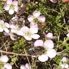 Bembix sp. (genus) at Acton, ACT - 6 Nov 2019 11:59 AM