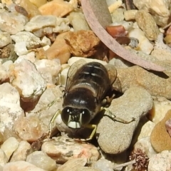 Bembix sp. (genus) at Acton, ACT - 6 Nov 2019