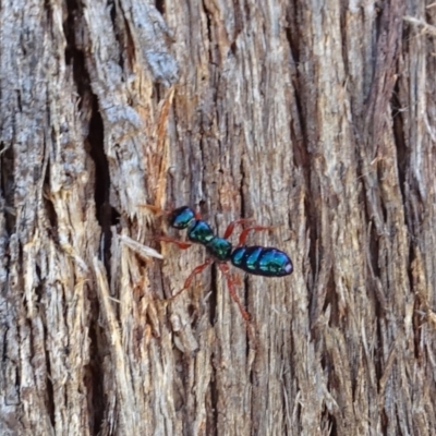 Diamma bicolor (Blue ant, Bluebottle ant) at Tennent, ACT - 6 Nov 2019 by GirtsO