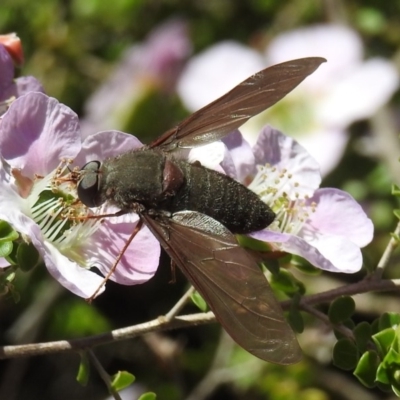 Comptosia insignis (A bee fly) at Acton, ACT - 6 Nov 2019 by HelenCross