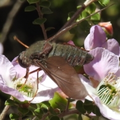 Comptosia insignis at Acton, ACT - 6 Nov 2019