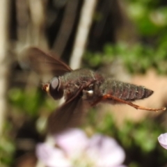 Comptosia insignis at Acton, ACT - 6 Nov 2019 11:57 AM