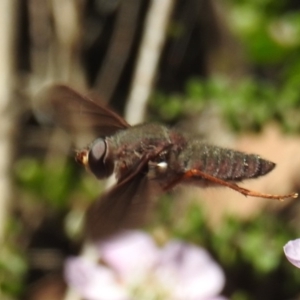 Comptosia insignis at Acton, ACT - 6 Nov 2019