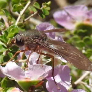 Comptosia insignis at Acton, ACT - 6 Nov 2019 11:57 AM