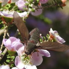 Comptosia insignis at Acton, ACT - 6 Nov 2019