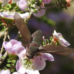 Comptosia insignis at Acton, ACT - 6 Nov 2019 11:57 AM