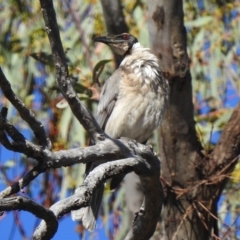 Philemon corniculatus (Noisy Friarbird) at Paddys River, ACT - 5 Nov 2019 by KMcCue