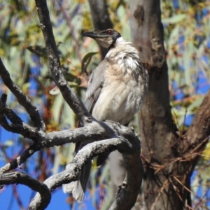 Philemon corniculatus at Paddys River, ACT - 6 Nov 2019 07:56 AM