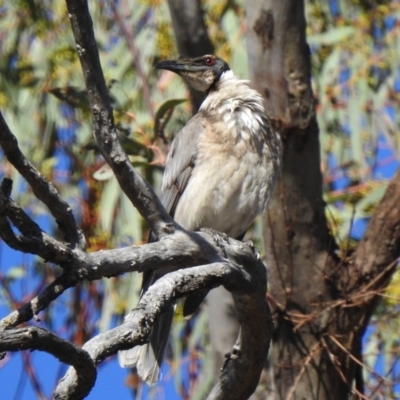 Philemon corniculatus (Noisy Friarbird) at Paddys River, ACT - 6 Nov 2019 by KMcCue