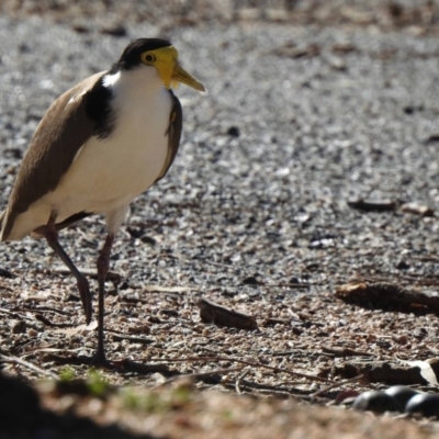 Vanellus miles (Masked Lapwing) at Paddys River, ACT - 6 Nov 2019 by KMcCue