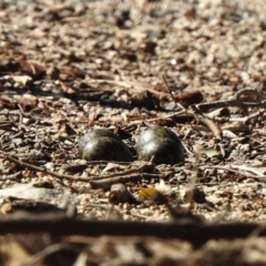 Vanellus miles at Paddys River, ACT - 6 Nov 2019 08:06 AM