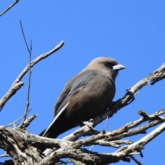 Artamus cyanopterus (Dusky Woodswallow) at Paddys River, ACT - 6 Nov 2019 by KMcCue