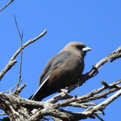 Artamus cyanopterus cyanopterus (Dusky Woodswallow) at Paddys River, ACT - 5 Nov 2019 by KMcCue