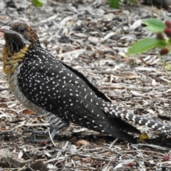 Eudynamys orientalis (Pacific Koel) at Aranda, ACT - 5 Nov 2019 by KMcCue