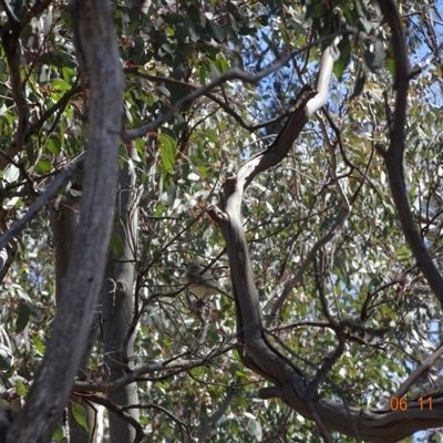 Pachycephala rufiventris at Mount Ainslie - 6 Nov 2019 by TomT