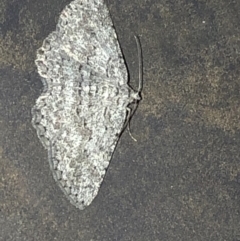 Psilosticha absorpta (Fine-waved Bark Moth) at Aranda, ACT - 6 Nov 2019 by Jubeyjubes