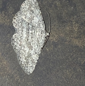 Psilosticha absorpta at Aranda, ACT - 6 Nov 2019