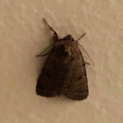 Thoracolopha (genus) (A Noctuid moth) at Aranda, ACT - 6 Nov 2019 by Jubeyjubes